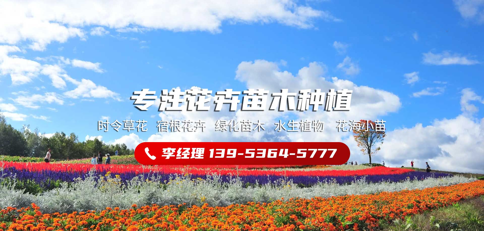 青州聚創(chuàng)花卉