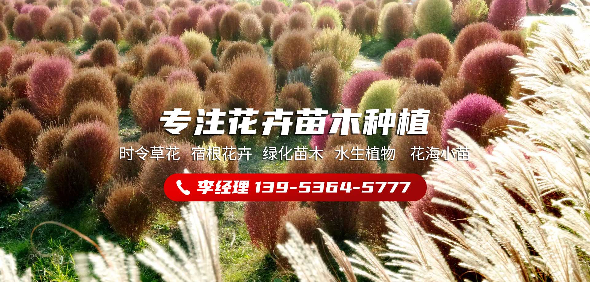 聚創(chuàng)花卉